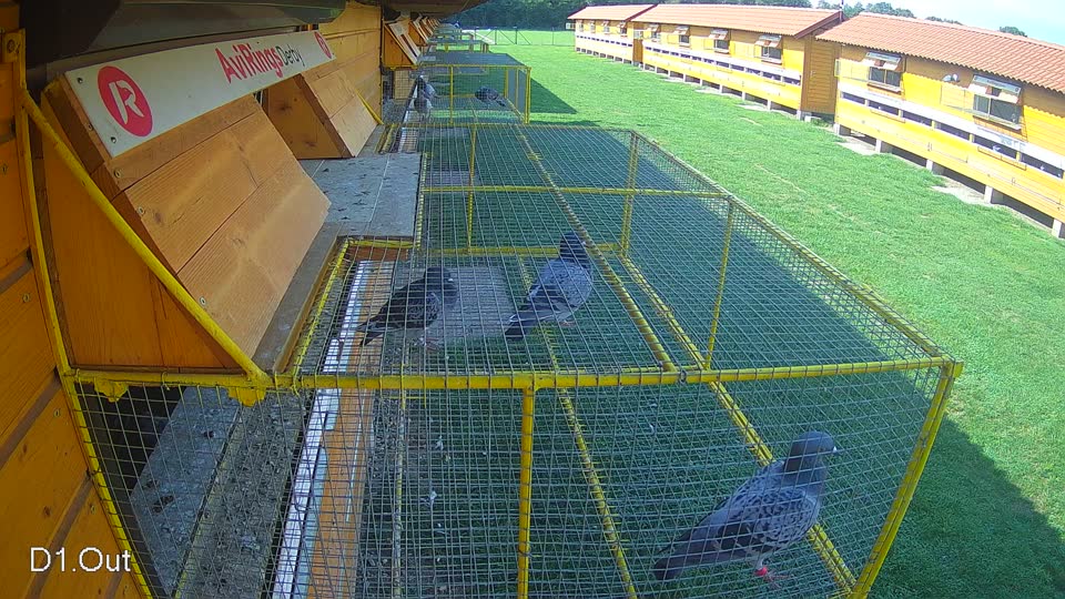 Pigeon Arrival Image For Race Final race 1