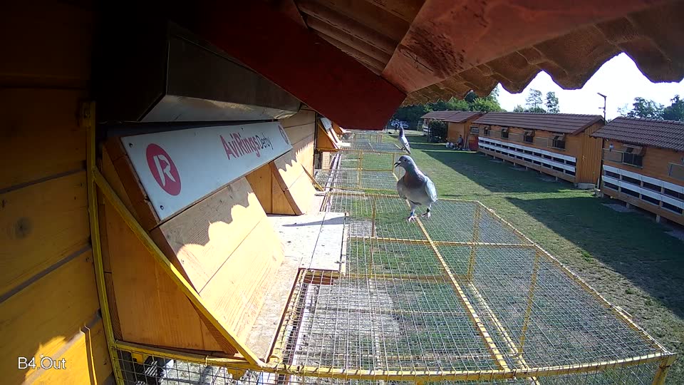 Pigeon Arrival Image For Race Race 1