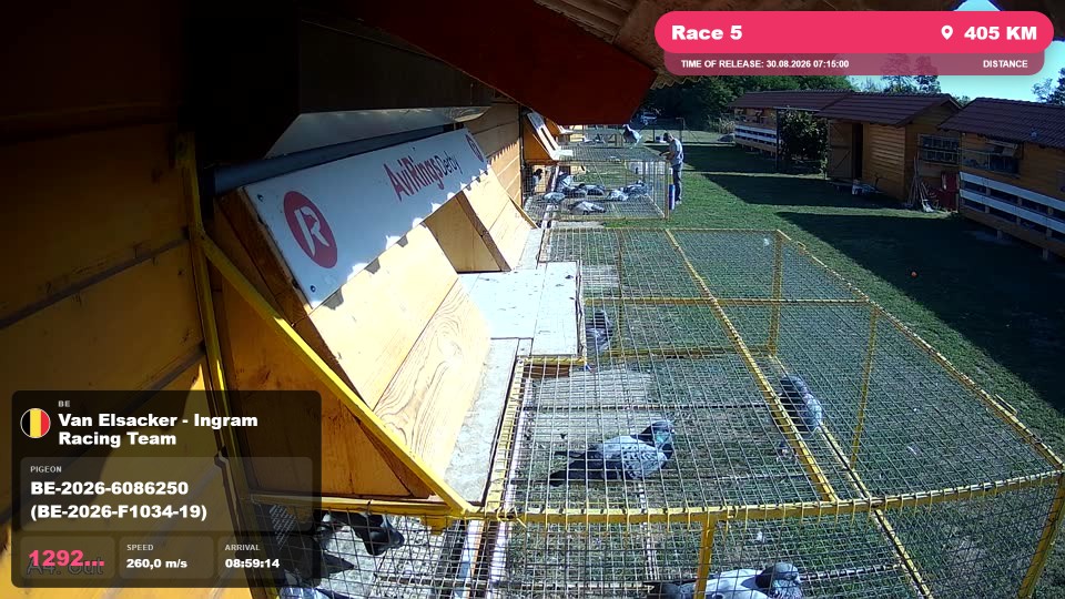 Pigeon Arrival Image For Race Race 5