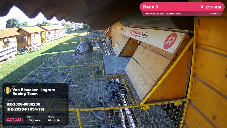Pigeon Arrival Image For Race Race 3