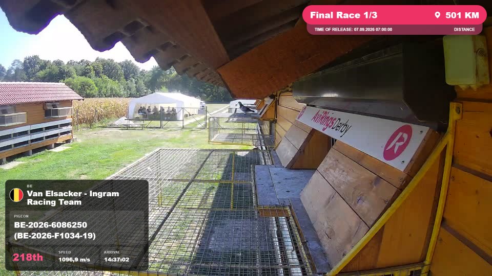 Pigeon Arrival Image For Race Final Race 1/3