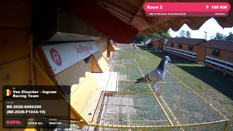 Pigeon Arrival Image For Race Race 2