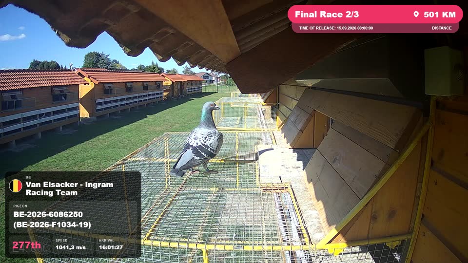 Pigeon Arrival Image For Race Final Race 2/3