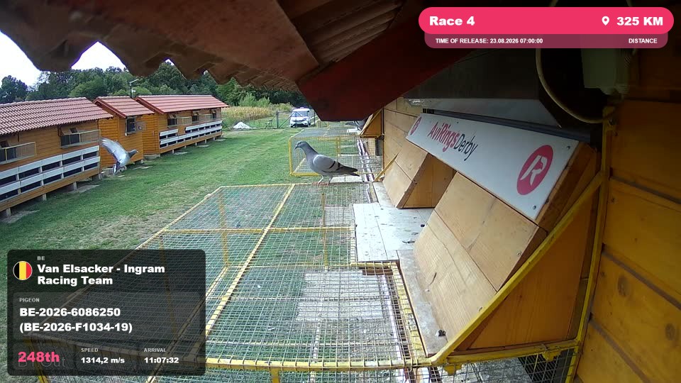Pigeon Arrival Image For Race Race 4