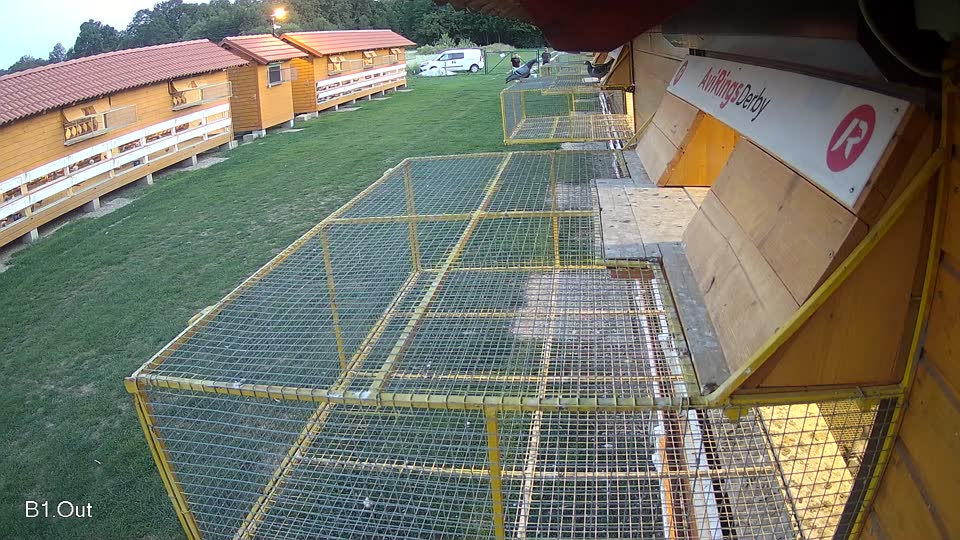 Pigeon Arrival Image For Race Race 6