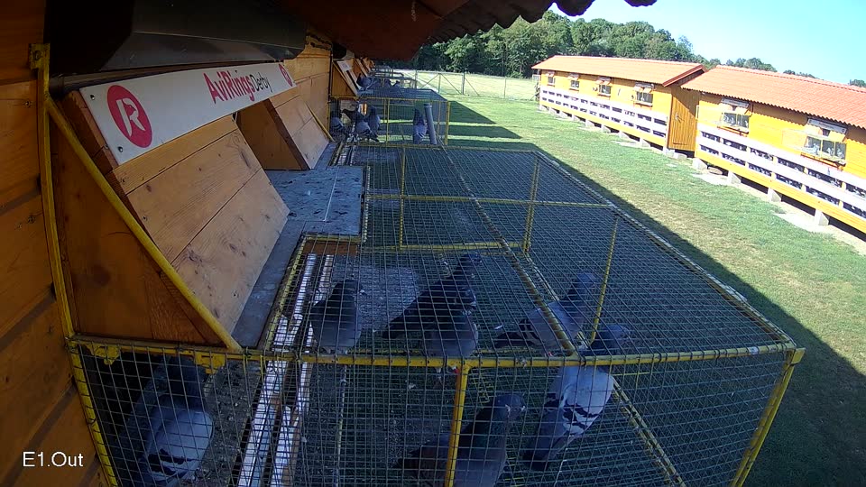 Pigeon Arrival Image For Race Race 4