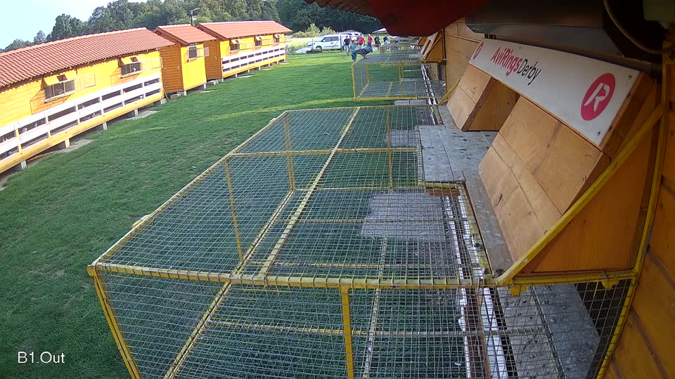 Pigeon Arrival Image For Race Final race 1