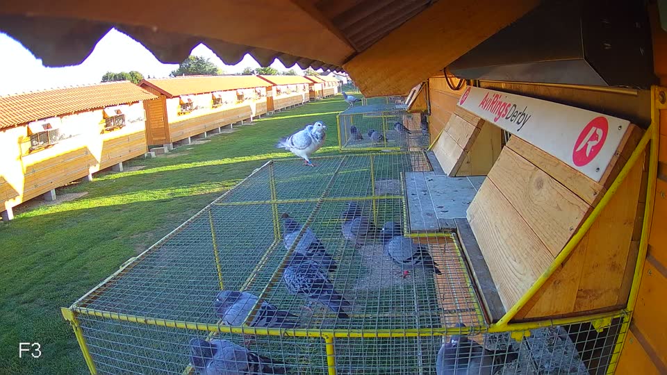 Pigeon Arrival Image For Race Final Race 1/3