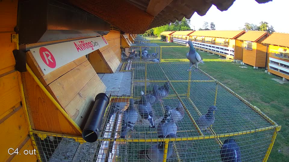 Pigeon Arrival Image For Race Race 2