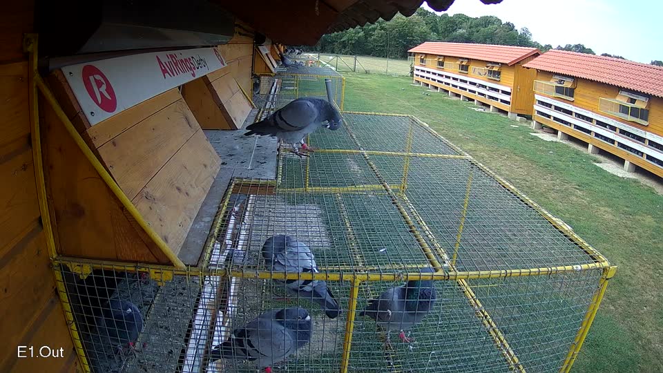 Pigeon Arrival Image For Race Race 4