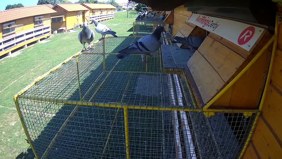 Pigeon Arrival Image For Race Race 2