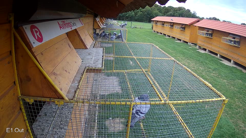 Pigeon Arrival Image For Race Race 6