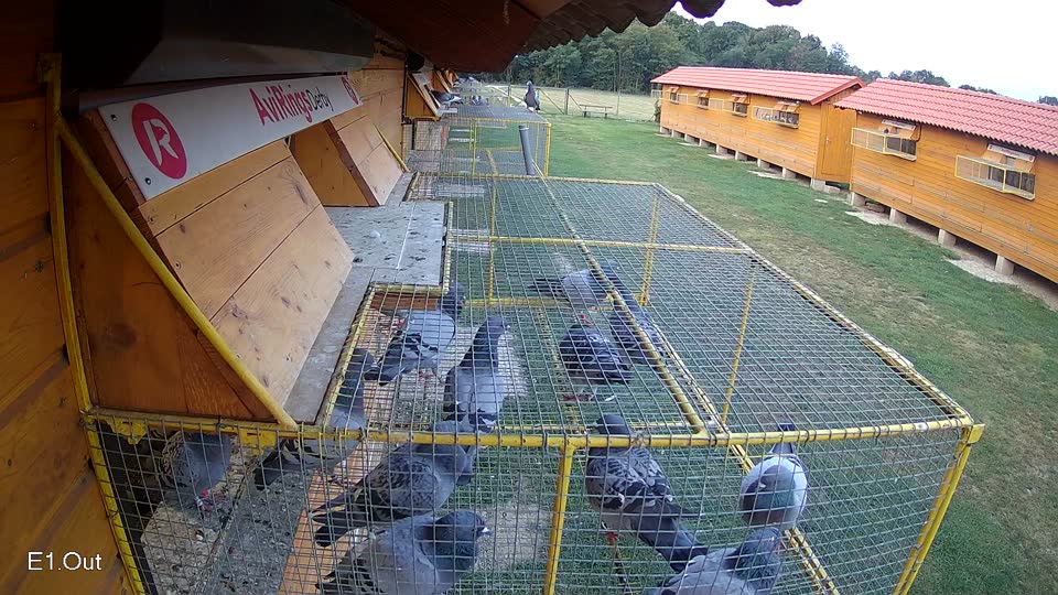Pigeon Arrival Image For Race Race 4