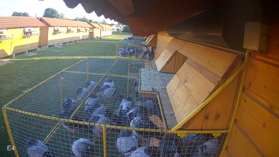 Pigeon Arrival Image For Race Race 5