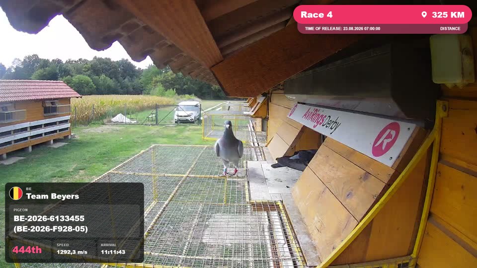 Pigeon Arrival Image For Race Race 4