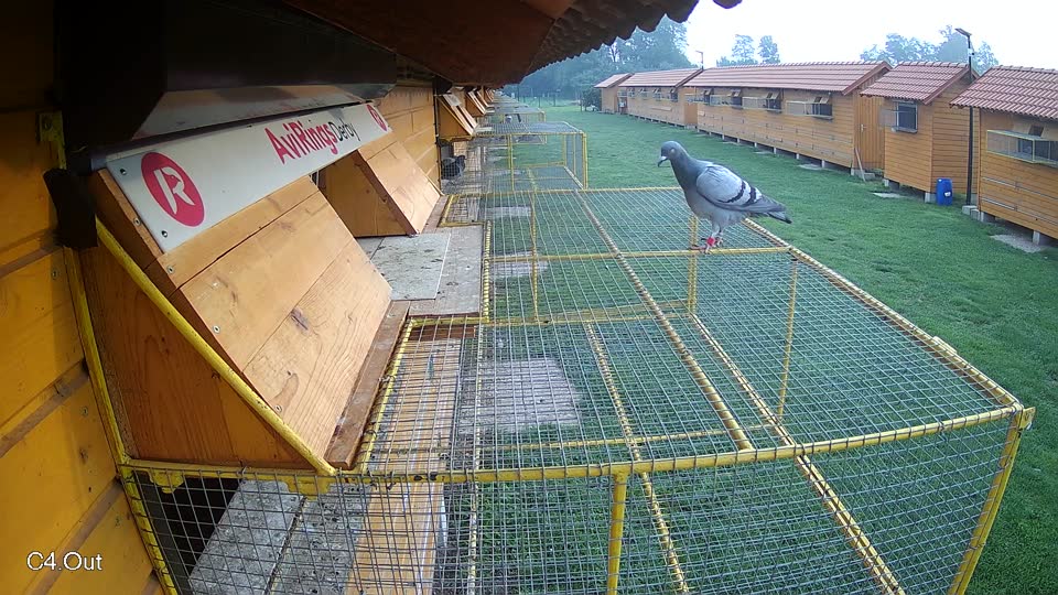 Pigeon Arrival Image For Race Final race 1