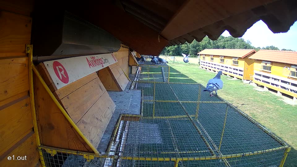 Pigeon Arrival Image For Race Race 1