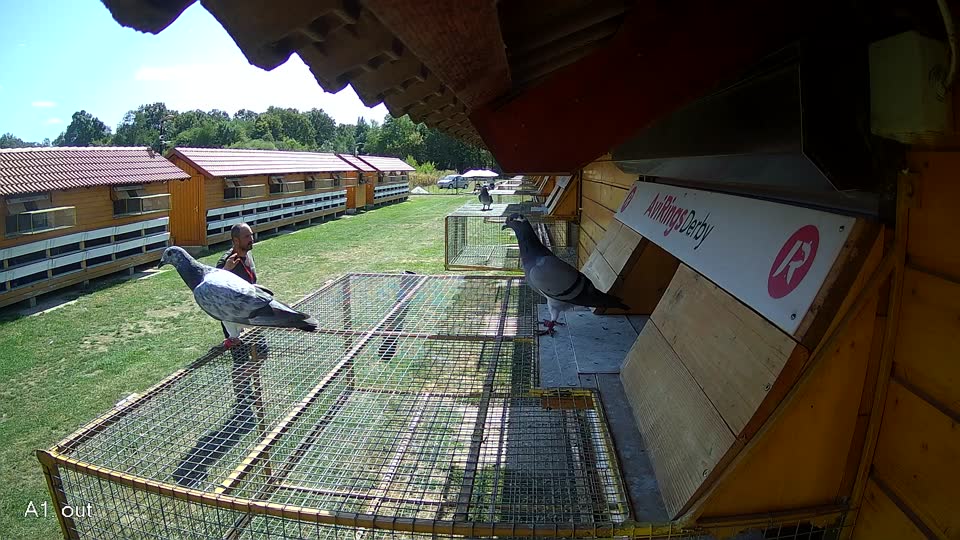 Pigeon Arrival Image For Race Race 5