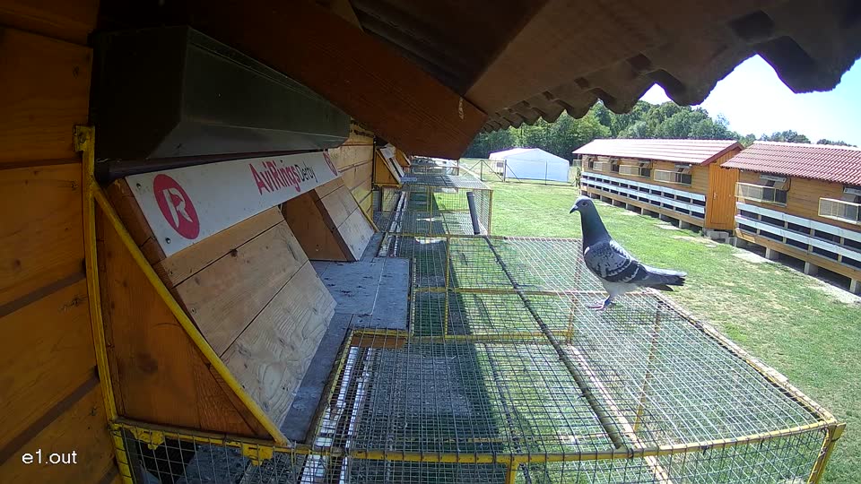 Pigeon Arrival Image For Race Final Race 1/3