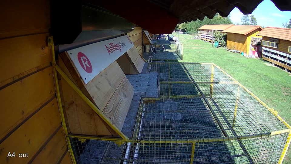 Pigeon Arrival Image For Race Final Race 2/3