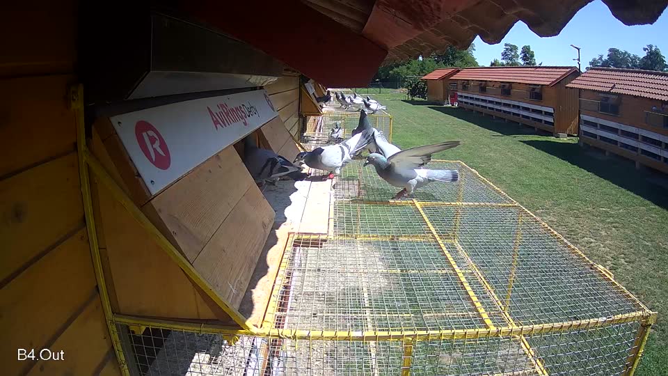 Pigeon Arrival Image For Race Race 2