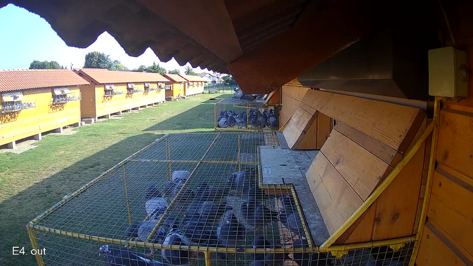 Pigeon Arrival Image For Race Race 1
