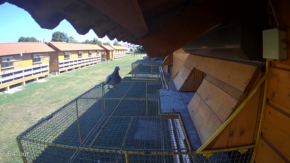 Pigeon Arrival Image For Race Race 3