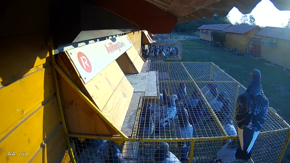 Pigeon Arrival Image For Race Race 1