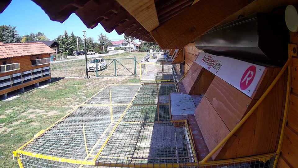Pigeon Arrival Image For Race Race 5