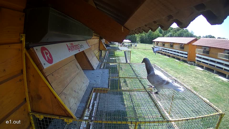 Pigeon Arrival Image For Race Race 5