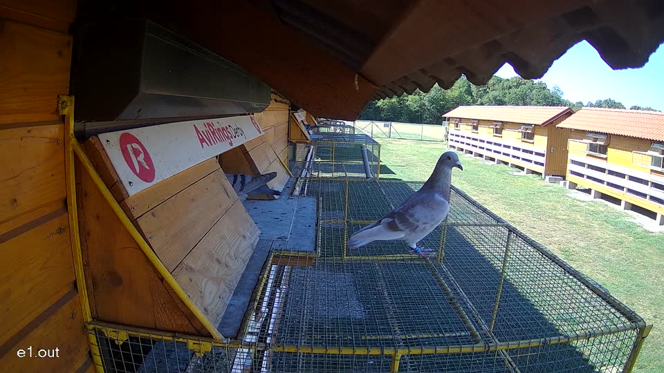 Pigeon Arrival Image For Race Race 3