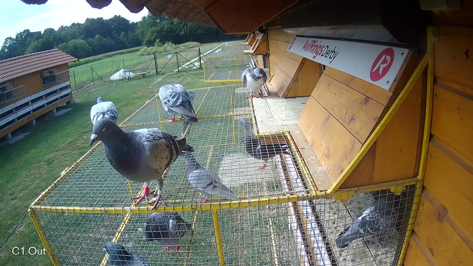 Pigeon Arrival Image For Race Race 4
