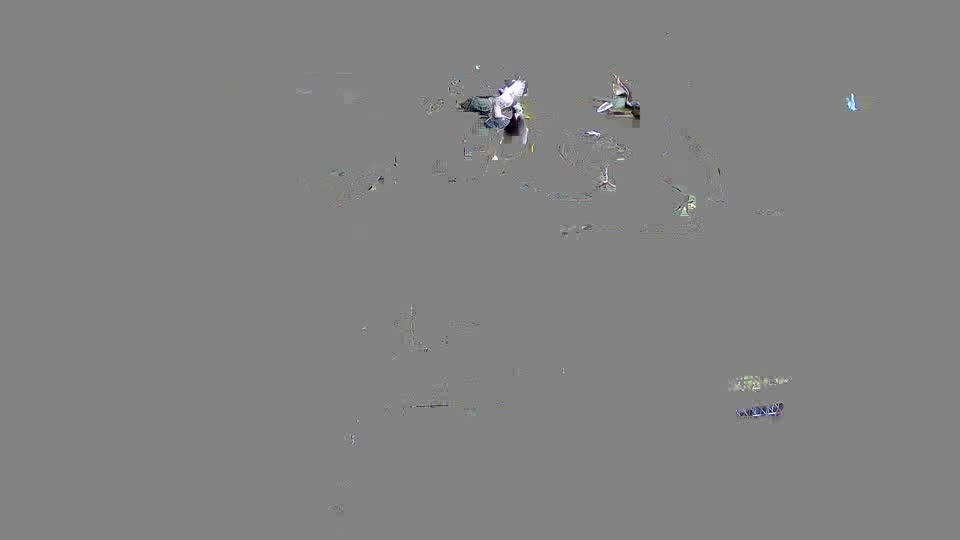 Pigeon Arrival Image For Race Race 2