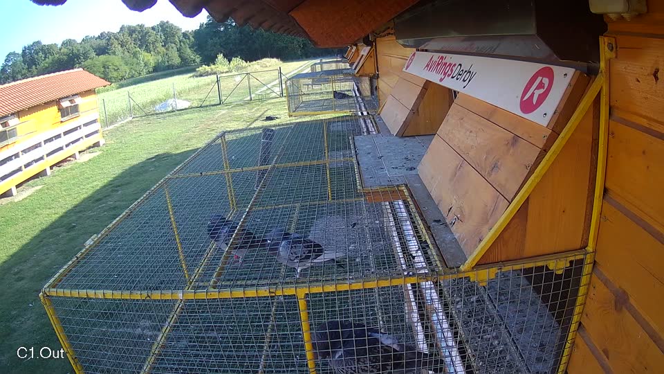 Pigeon Arrival Image For Race Race 5