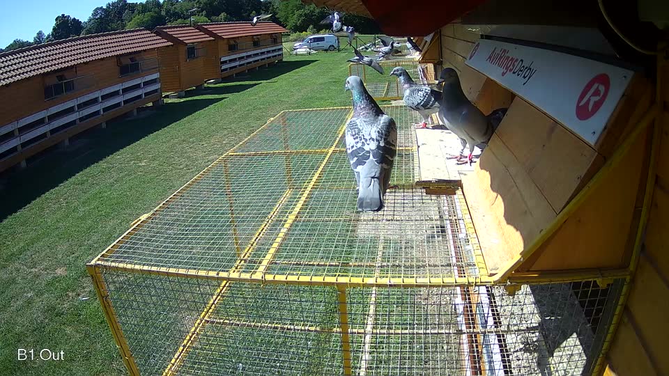 Pigeon Arrival Image For Race Race 2