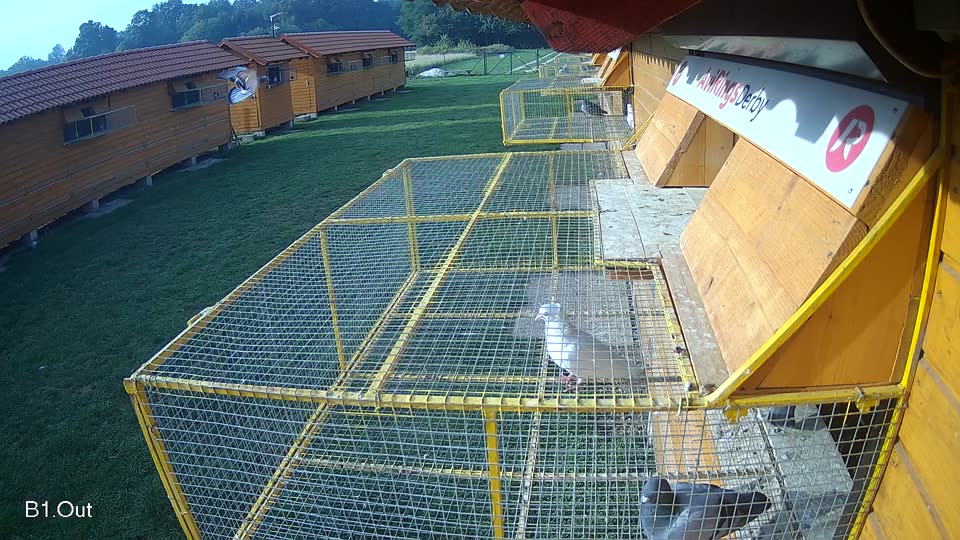 Pigeon Arrival Image For Race Final race 1