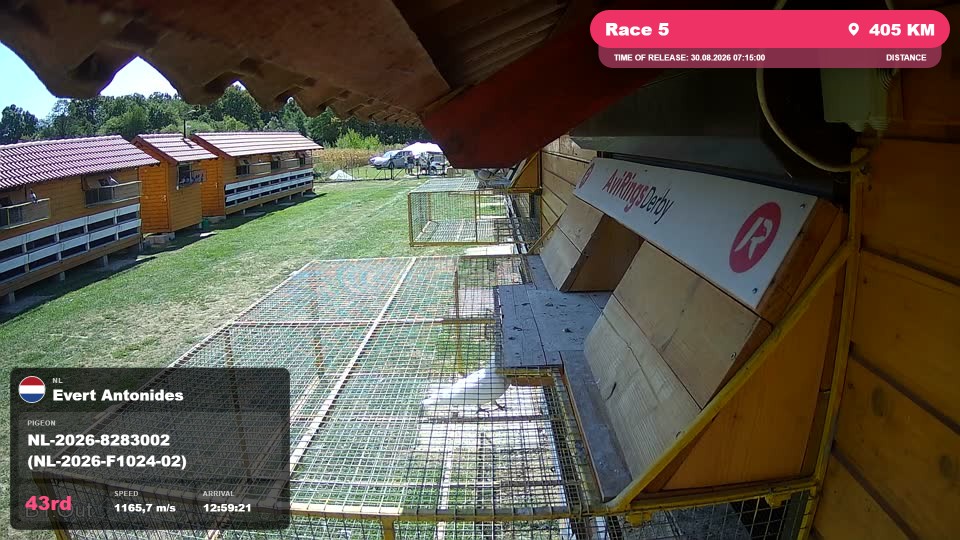 Pigeon Arrival Image For Race Race 5