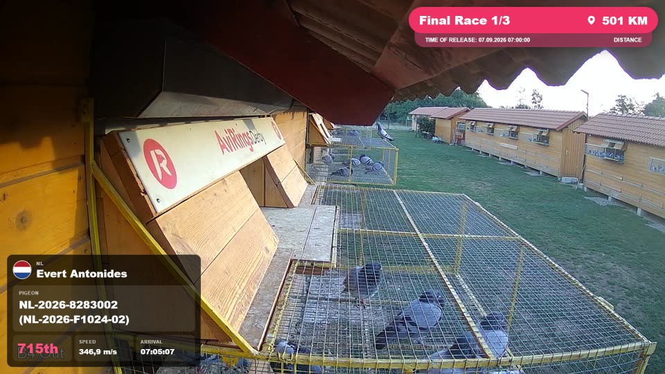 Pigeon Arrival Image For Race Final Race 1/3