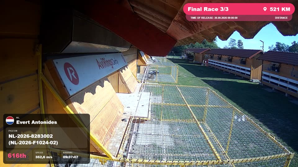 Pigeon Arrival Image For Race Final Race 3/3