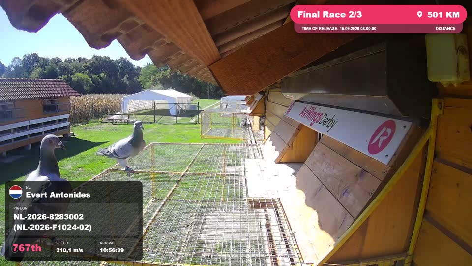 Pigeon Arrival Image For Race Final Race 2/3