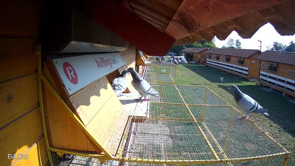 Pigeon Arrival Image For Race Race 1