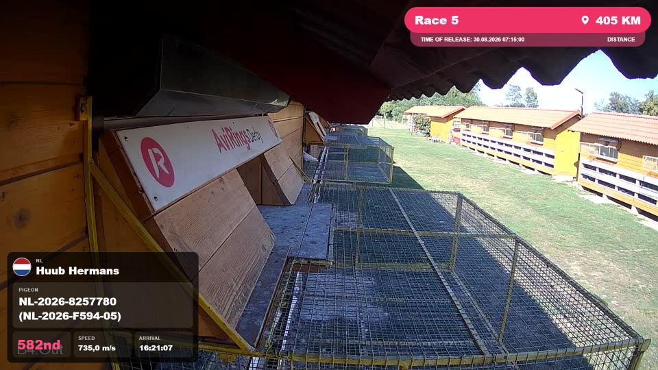 Pigeon Arrival Image For Race Race 5