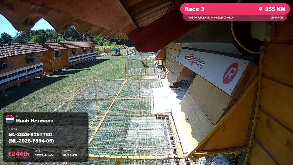 Pigeon Arrival Image For Race Race 3