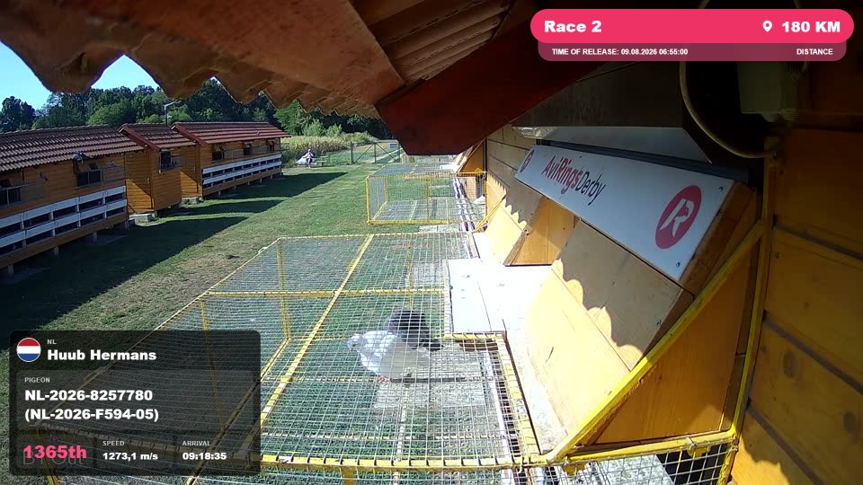 Pigeon Arrival Image For Race Race 2