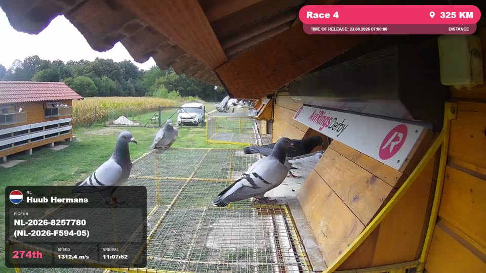 Pigeon Arrival Image For Race Race 4