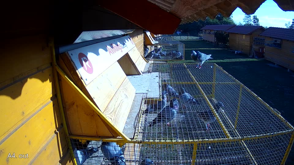 Pigeon Arrival Image For Race Race 5
