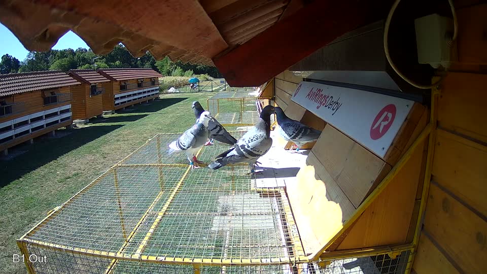 Pigeon Arrival Image For Race Race 3