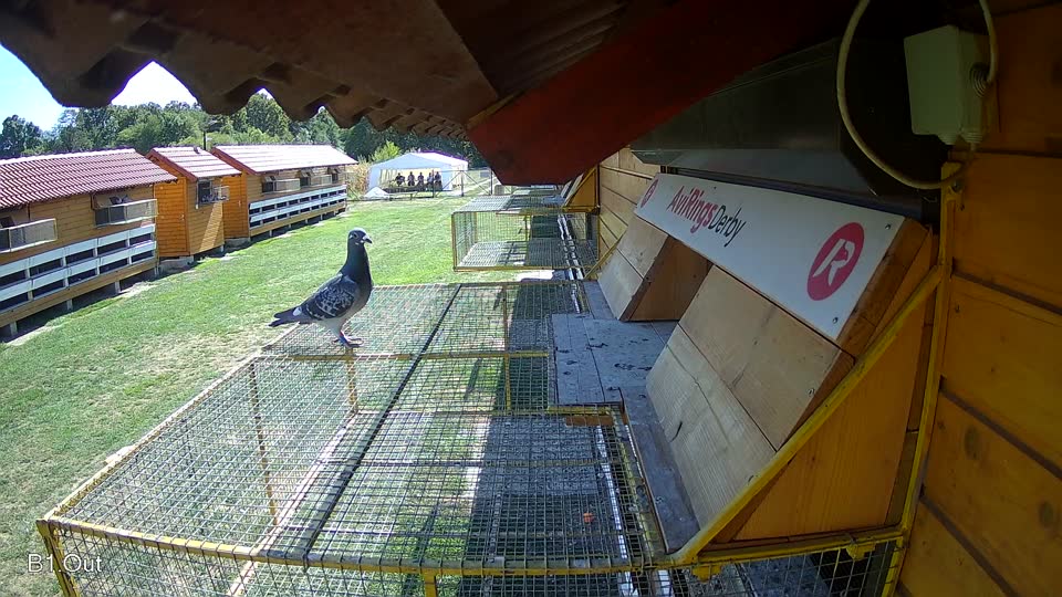 Pigeon Arrival Image For Race Final Race 1/3