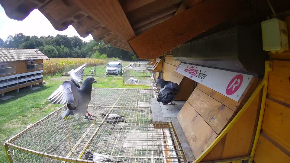 Pigeon Arrival Image For Race Race 4