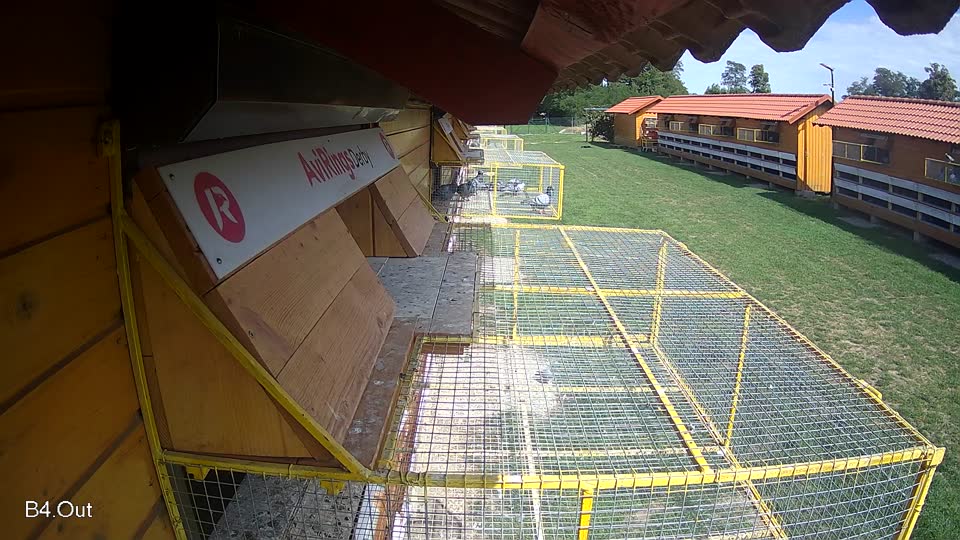 Pigeon Arrival Image For Race Race 6